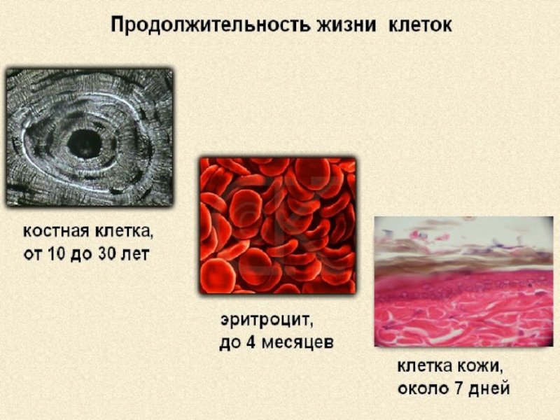 Презентация клеточное строение организма 8 класс презентация