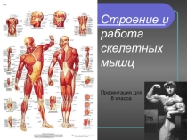 Презентация по биологии Строение и работа мышц