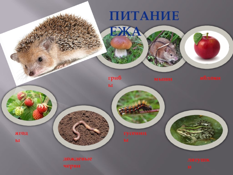 Презентация Животный мир , старшая группа Питание ежаягодыгрибылягушкияблокимышидождевые червигусеницы Питание ежаягодыгрибылягушкияблокимышидождевые червигусеницы