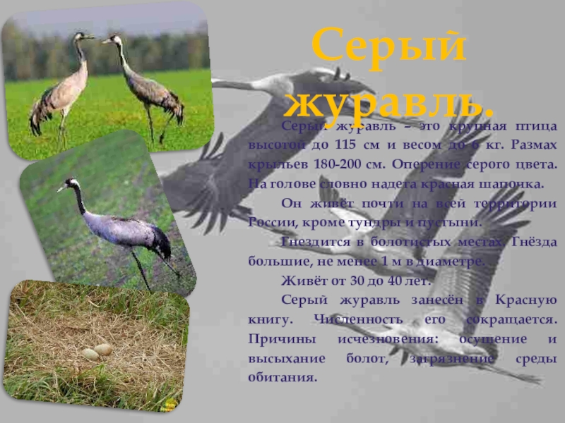 Презентация на тему Серый журавль – это крупная птица высотой до Серый журавль – это крупная птица высотой до 115 см и весом до 6 кг. Размах крыльев