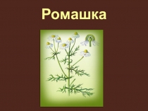Презентация к уроку Ромашка