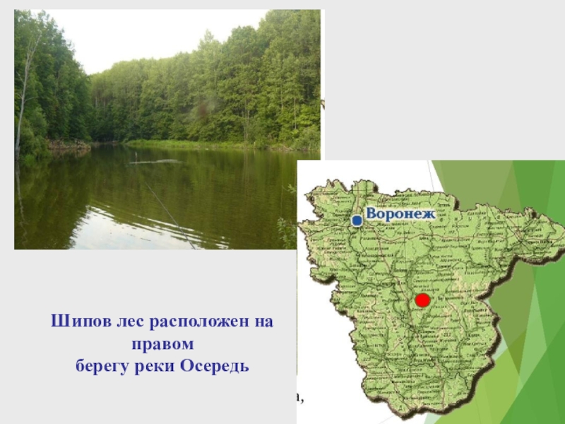 Лес расположен. Шипов лес Воронеж заповедник на карте. Шипов лес Воронежской области на карте. Шипова Дубрава Воронежская область карта. Леса Воронежской области карта.