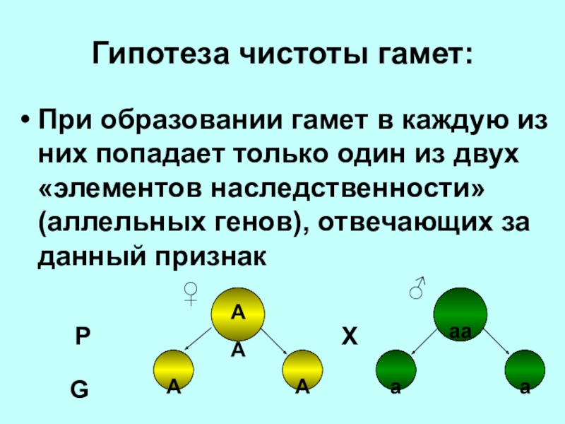 Образуют гаметы. При соединении 2 гамет образуется. Образование гамет. При образовании гамет в каждую из них попадает пара аллельных генов.. Один Тип гамет.