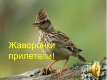 Внеклассное мероприятие  День птиц