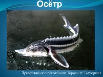 Презентация по животному миру на тему Рыба Осётр