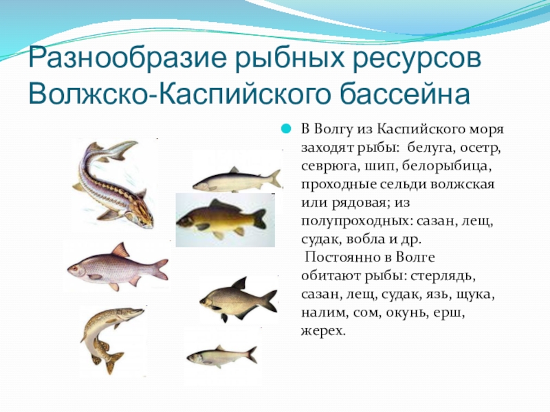 Все виды рыб каспийского моря