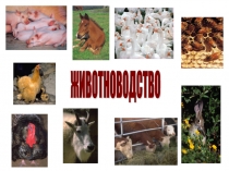 Презентация по окружающему миру Животноводство