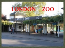 Презентация  Лондонский зоопарк Колесникова Ю.6 класс