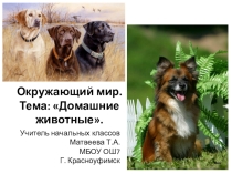 Домашние животные