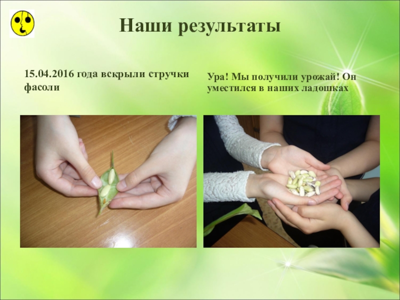 Презентация по ознакомлению с окружающим миром Большая тайна маленького зёрнышка (3 класс) Наши результаты15.04.2016 года вскрыли стручки фасолиУра! Мы получили урожай! Он уместился в наших ладошках Наши результаты15.04.2016 года вскрыли стручки фасолиУра! Мы получили урожай! Он уместился в наших ладошках