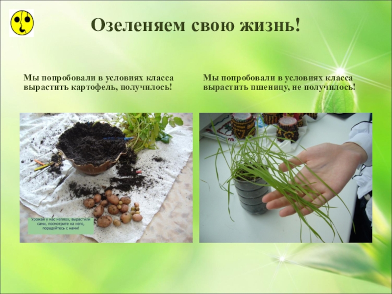 Презентация по ознакомлению с окружающим миром Большая тайна маленького зёрнышка (3 класс) Озеленяем свою жизнь!Мы попробовали в условиях класса вырастить картофель, получилось!Мы попробовали Озеленяем свою жизнь!Мы попробовали в условиях класса вырастить картофель, получилось!Мы попробовали в условиях класса вырастить пшеницу, не