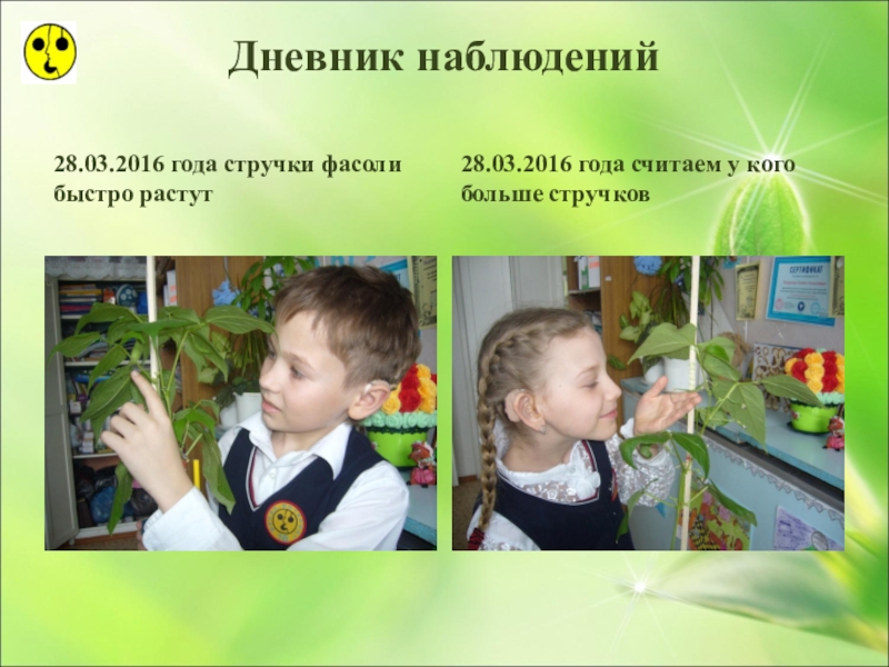 Презентация по ознакомлению с окружающим миром Большая тайна маленького зёрнышка (3 класс) Дневник наблюдений28.03.2016 года стручки фасоли быстро растут28.03.2016 года считаем у кого больше стручков Дневник наблюдений28.03.2016 года стручки фасоли быстро растут28.03.2016 года считаем у кого больше стручков
