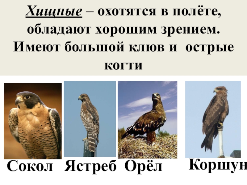 Сокол ястреб. Орел ястреб Сокол Коршун Беркут отличие. Сокол ястреб Коршун. Коршун ястреб Сокол отличия. Орлы Соколы Ястребы коршуны.