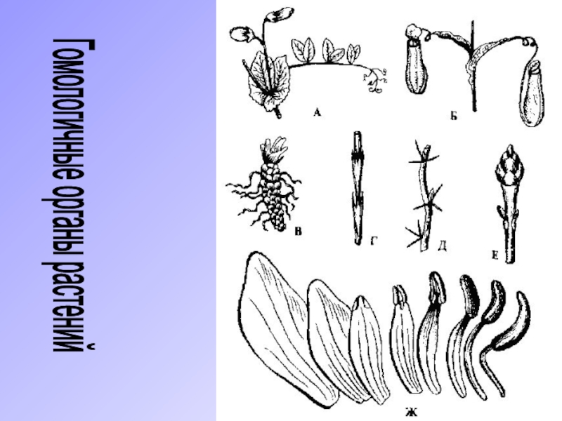 Переходные формы гомологичные органы рудименты. Гомологичные органы растений. Доказательства эволюции растений. Листья и тычинки цветка гомологичные органы.