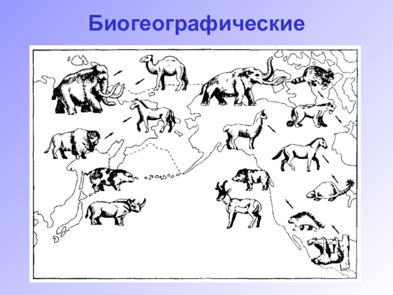 Какая группа доказательств эволюции живой природы изображена на рисунке 1 палеонтологические