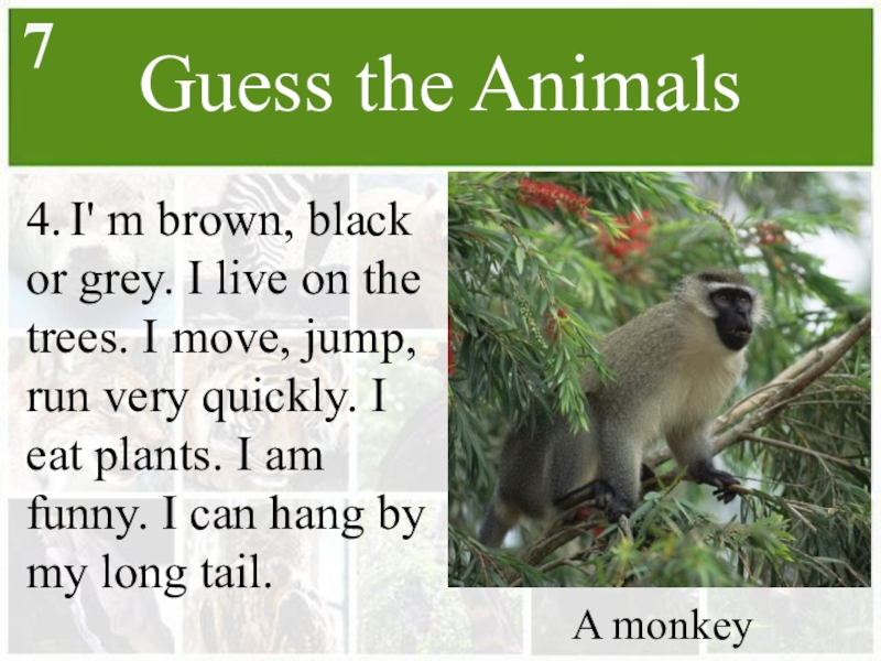 My like animals are. Guess the animal. Wild about animals 4 класс. Guess the animal for Kids. Animals guessing game.