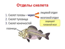 Презентация по биологии Внутреннее строение рыб ( 7 класс)