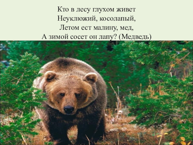 Прочитайте живет глухом. О неуклюжем косолапом медведе. Кто в лесу глухом живёт. Живет в глухом лесу. Косолапый медведь в презентацию.
