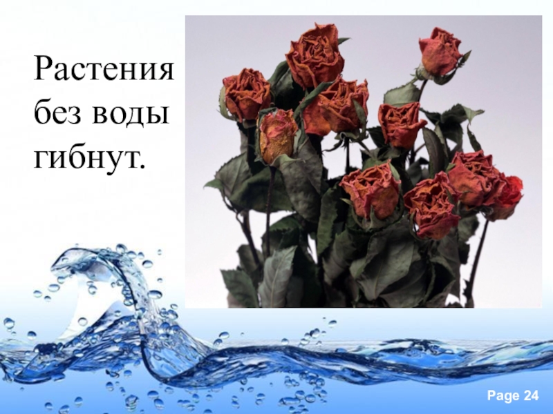 Без гибло. Растения погибнут без воды цветы. Гибнущее растение. Цветы которые долго живут без воды.
