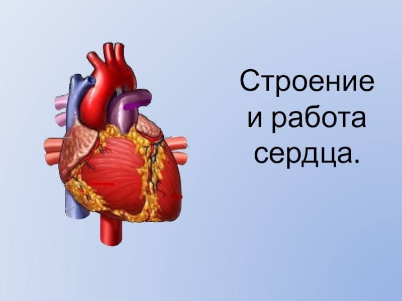 Презентация на тему строение сердца работа сердца