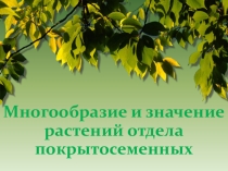 Презентация по биологии 6 класс