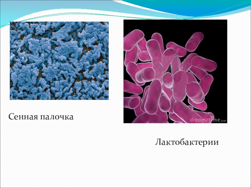 Сенная палочка. Бактерия Сенной палочки одноклеточная. Сенная палочка бациллы. Bacillus subtilis (Сенная палочка). Клетка Bacillus subtilis.