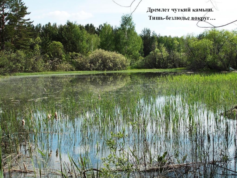 Дремлет чуткий камыш тишь