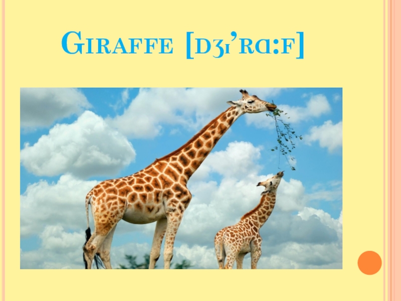 Giraffe транскрипция. Giraffe произношенье.