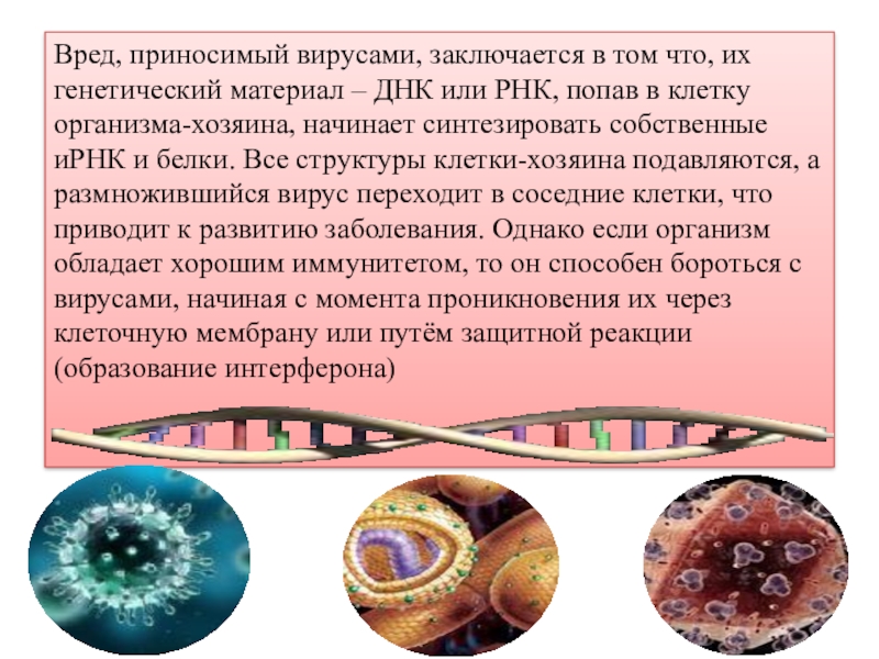 Генетический материал клетки. В чём заключён генетический материал клетки. Какой вред приносят вирусы. Встраивание собственной ДНК В ДНК клетки хозяина вирусы или бактерии. Царство вируса польза или вред.