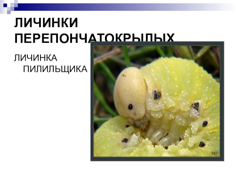 Перепончатокрылые куколки. Личинки перепончатокрылых. Перепончатокрылые личинка и имаго. Маленькая пчела детеныш. Личинки перепончатокрылых.