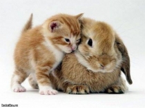 Презентация к уроку в 7 классе по теме: Дружба