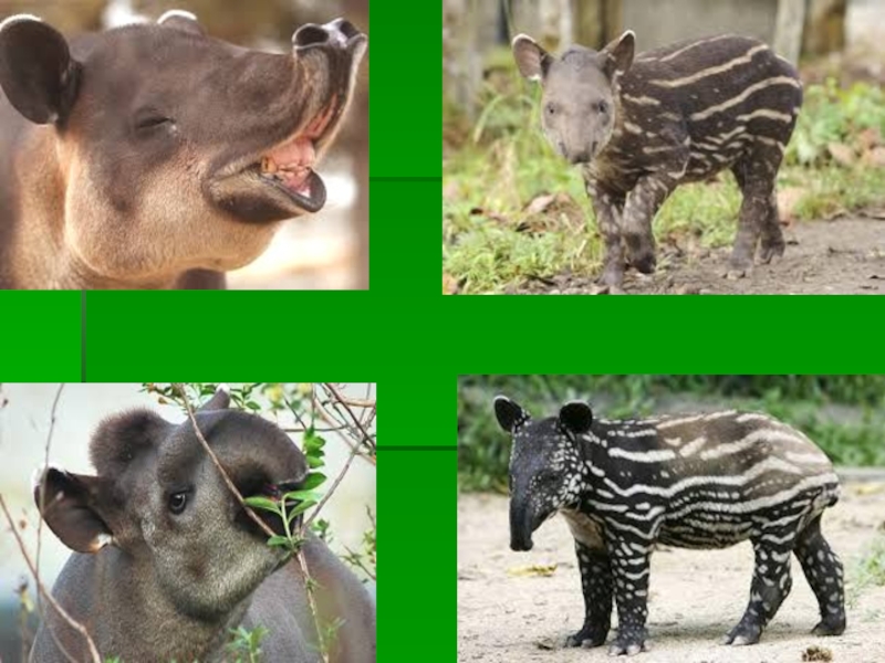 Презентация по английскому языку на тему Tropical rainforests (8 grade)