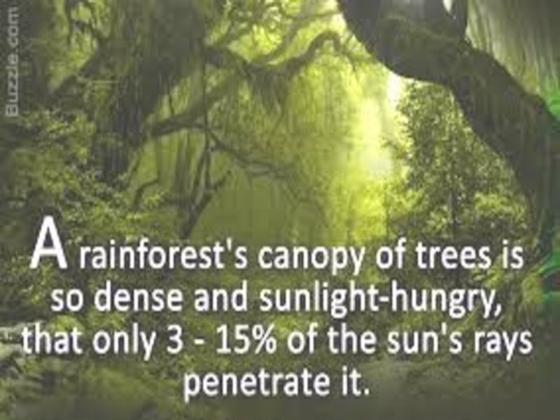 Презентация по английскому языку на тему Tropical rainforests (8 grade)