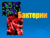 Презентация по биологии Бактерии 6 класс