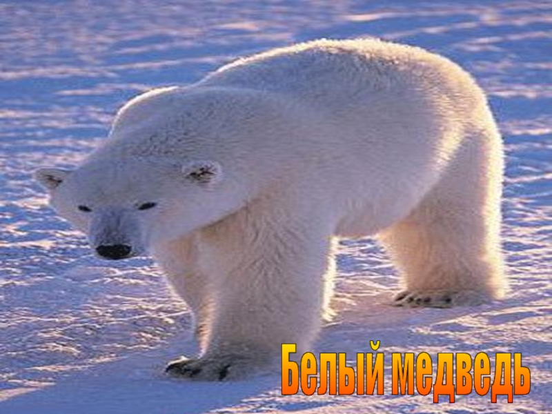 Презентация к уроку окружающего мира Охрана животных 3 класс. Белый медведь Белый медведь