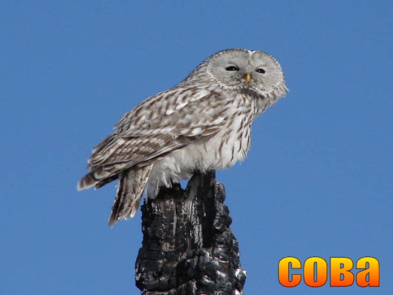 Презентация к уроку окружающего мира Охрана животных 3 класс. сова сова