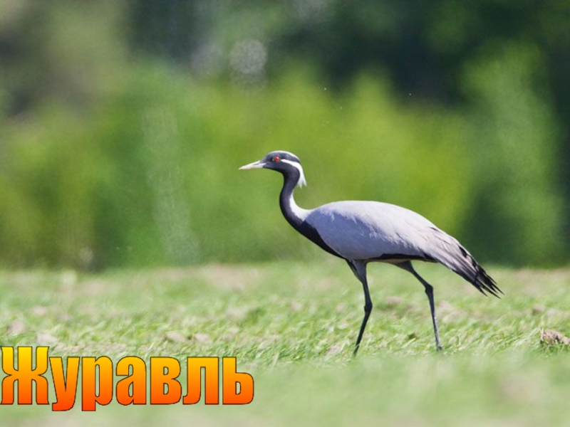 Презентация к уроку окружающего мира Охрана животных 3 класс. Журавль Журавль