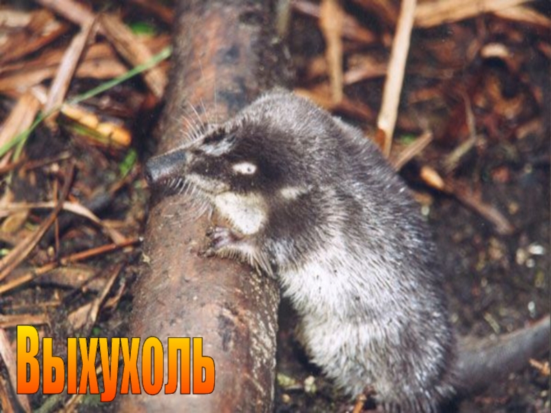 Презентация к уроку окружающего мира Охрана животных 3 класс. Выхухоль Выхухоль