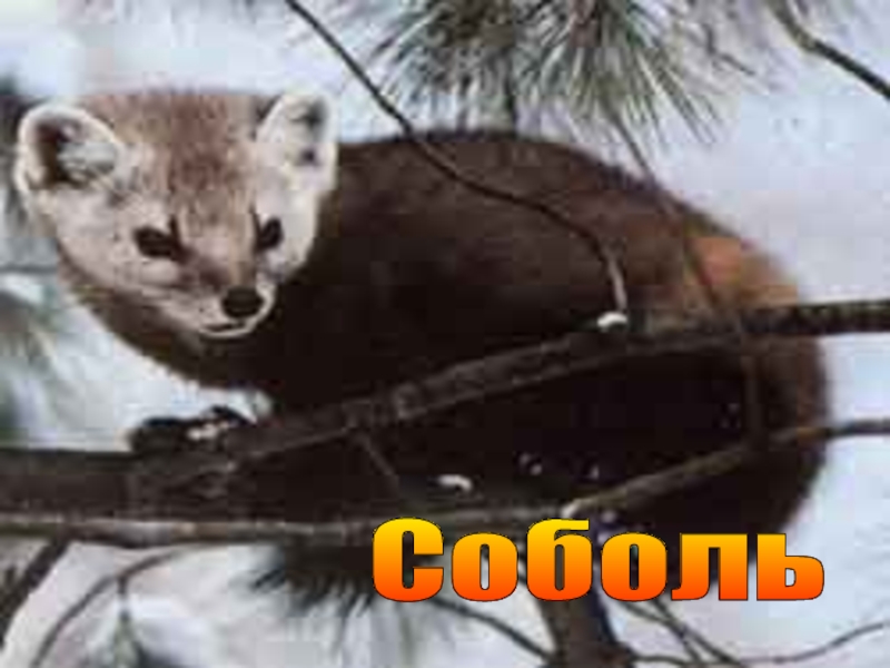 Презентация к уроку окружающего мира Охрана животных 3 класс. Соболь Соболь