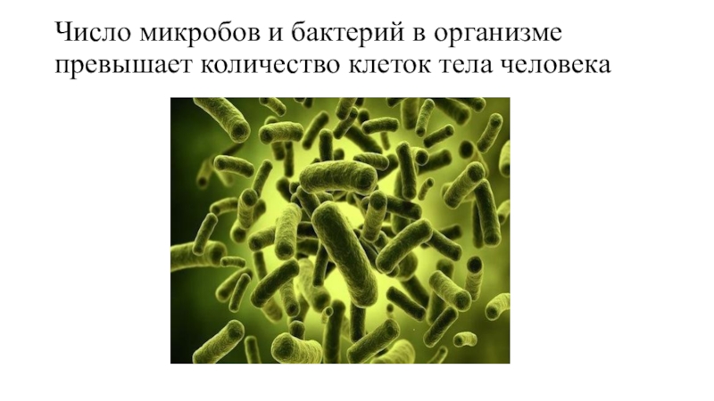 Презентация по биологии на тему Одноклеточные водоросли Число микробов и бактерий в организме превышает количество клеток тела человека Число микробов и бактерий в организме превышает количество клеток тела человека