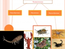 Презентация по теме Насекомые