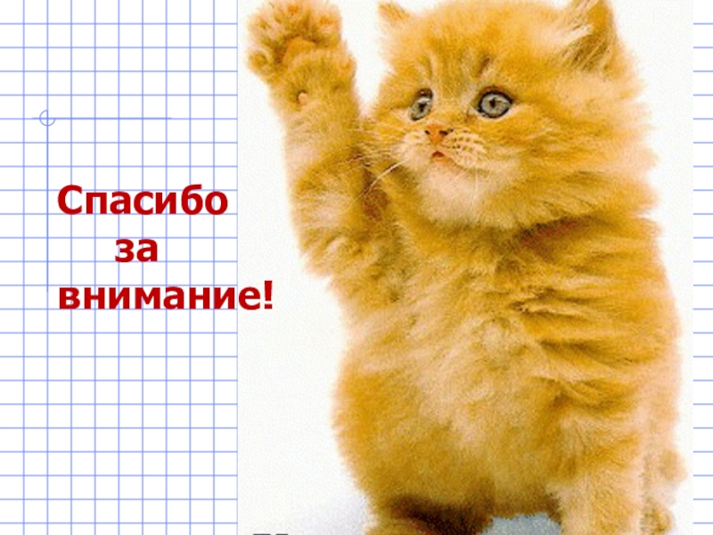 Котик в конце презентации