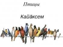 Презентация по чувашскому языку на тему Птицы