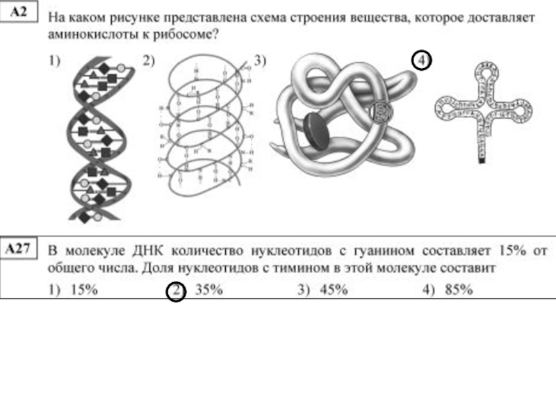 Рассмотрите рисунок установите соответствие. Схема строения вещества. Схема строения вещества которое доставляет аминокислоты к рибосоме. Вещество которое доставляет аминокислоты к рибосоме. Структура схема которой представлена на рисунке.