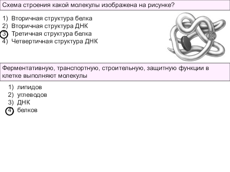 Модель какого вещества изображена на рисунке. Схема строения какой молекулы изображена на рисунке. Какая структура белка изображена на рисунке?. Схема строения белковой молекулы 1 2. Схема строения какой молекулы изображена изображена на рисунке.