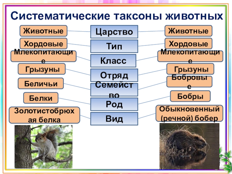 Систематическая категория животных начиная с наименьшей