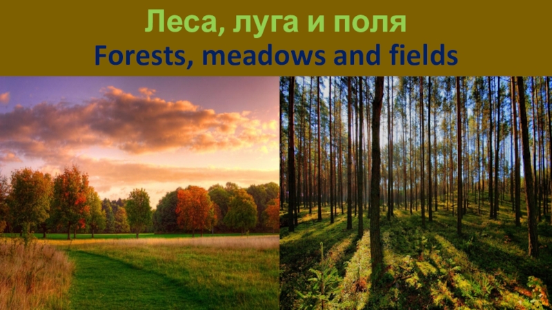 Леса, луга и поля Forests, meadows and fields