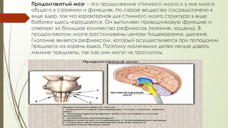 Функции продолговатого мозга 8 класс биология. Спинной и головной мозг биология 8 класс. Продолговатый мозг биология 8 класс. Строение и функции спинного мозга 8 класс биология. Продолговатый мозг строение.