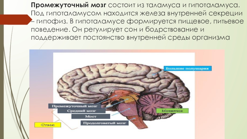 Промежуточный мозг 8 класс биология. Промежуточный мозг состоит из таламуса и. Промежуточный мозг состоит из таламуса и гипоталамуса. Гипоталамус железа внутренней секреции. Регулирует процессы сна и бодрствования таламус.
