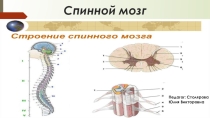 Презентация по биологии 8 класс Спинной и головной мозг
